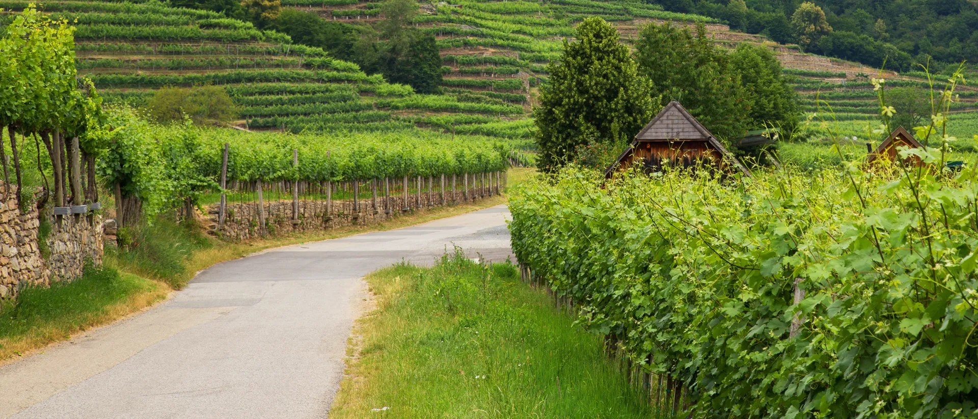 Radweg zwischen Weinbergen in der Wachau.