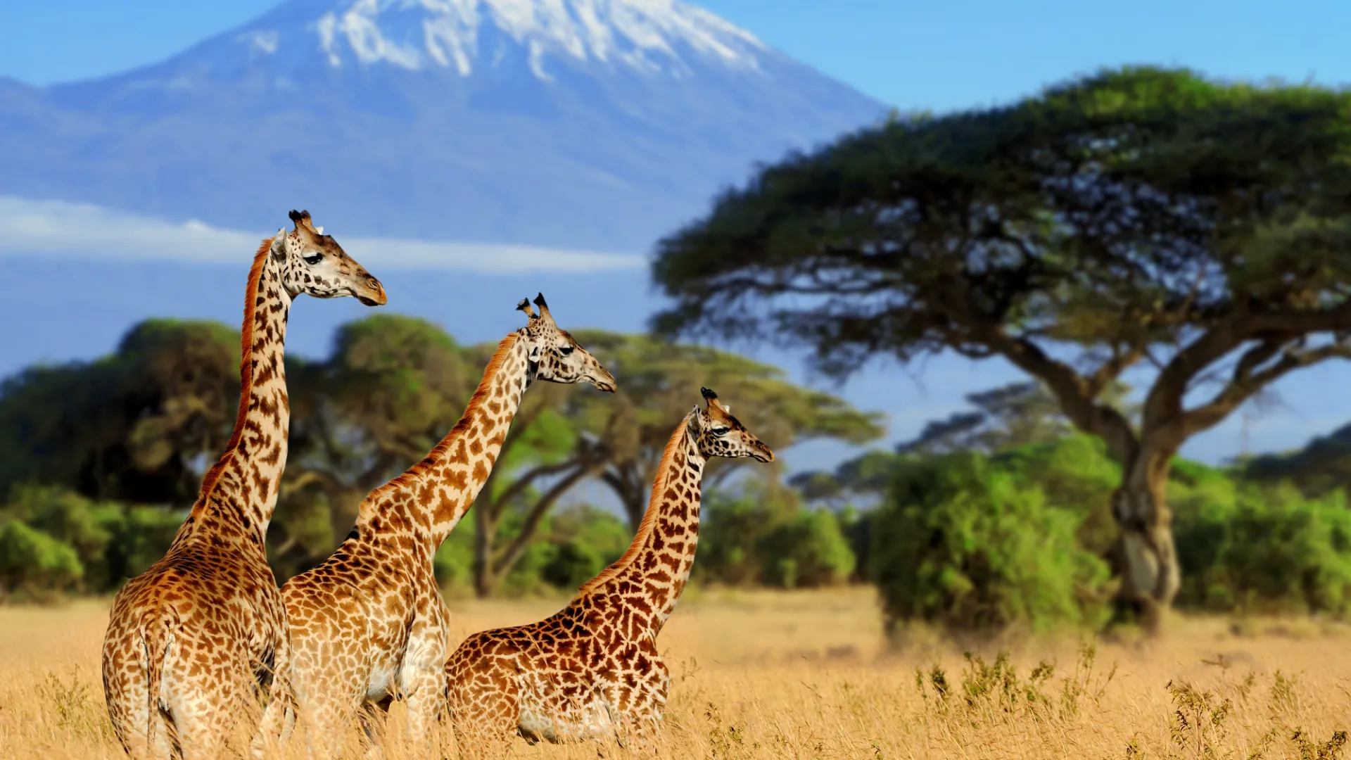 Giraffen in Afrika