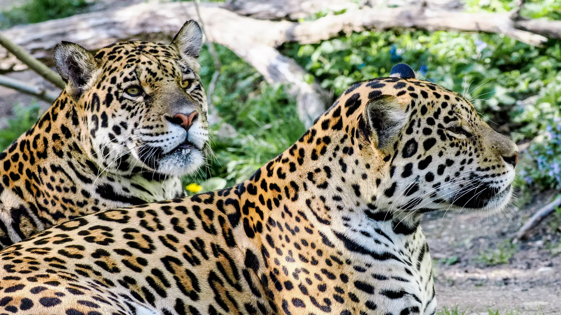 Zoo Salzburg Hellbrunn