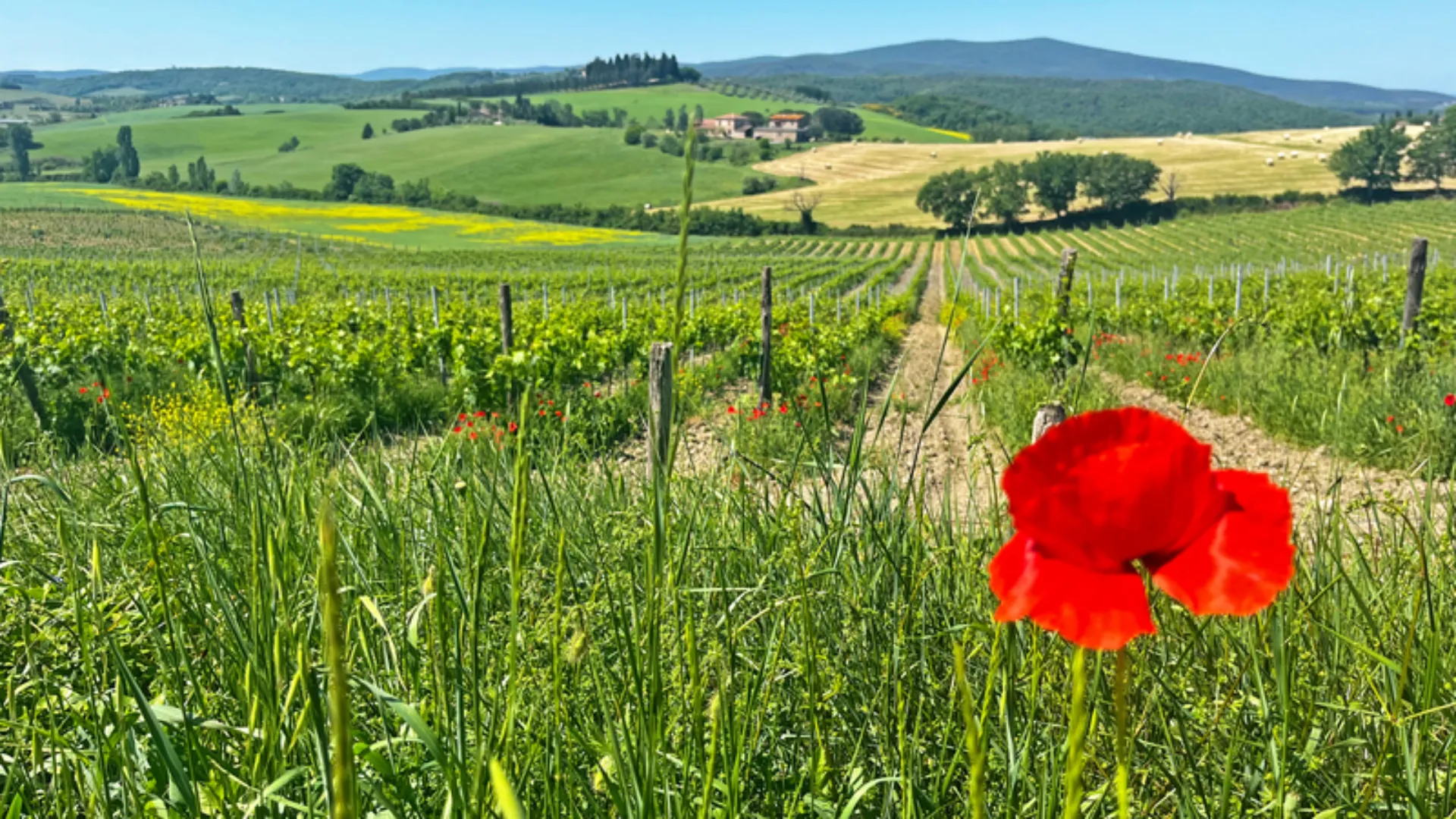 Landschaft der Toskana