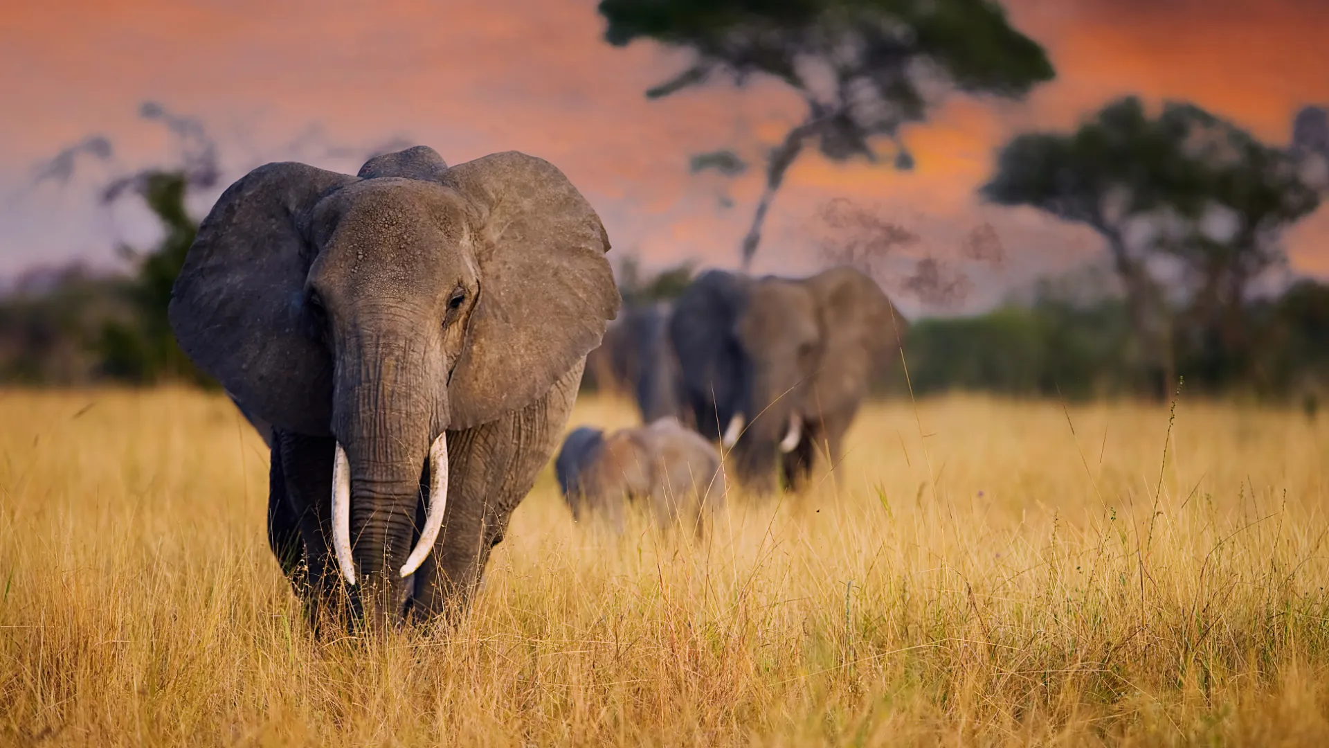 Tarangire-Nationalpark