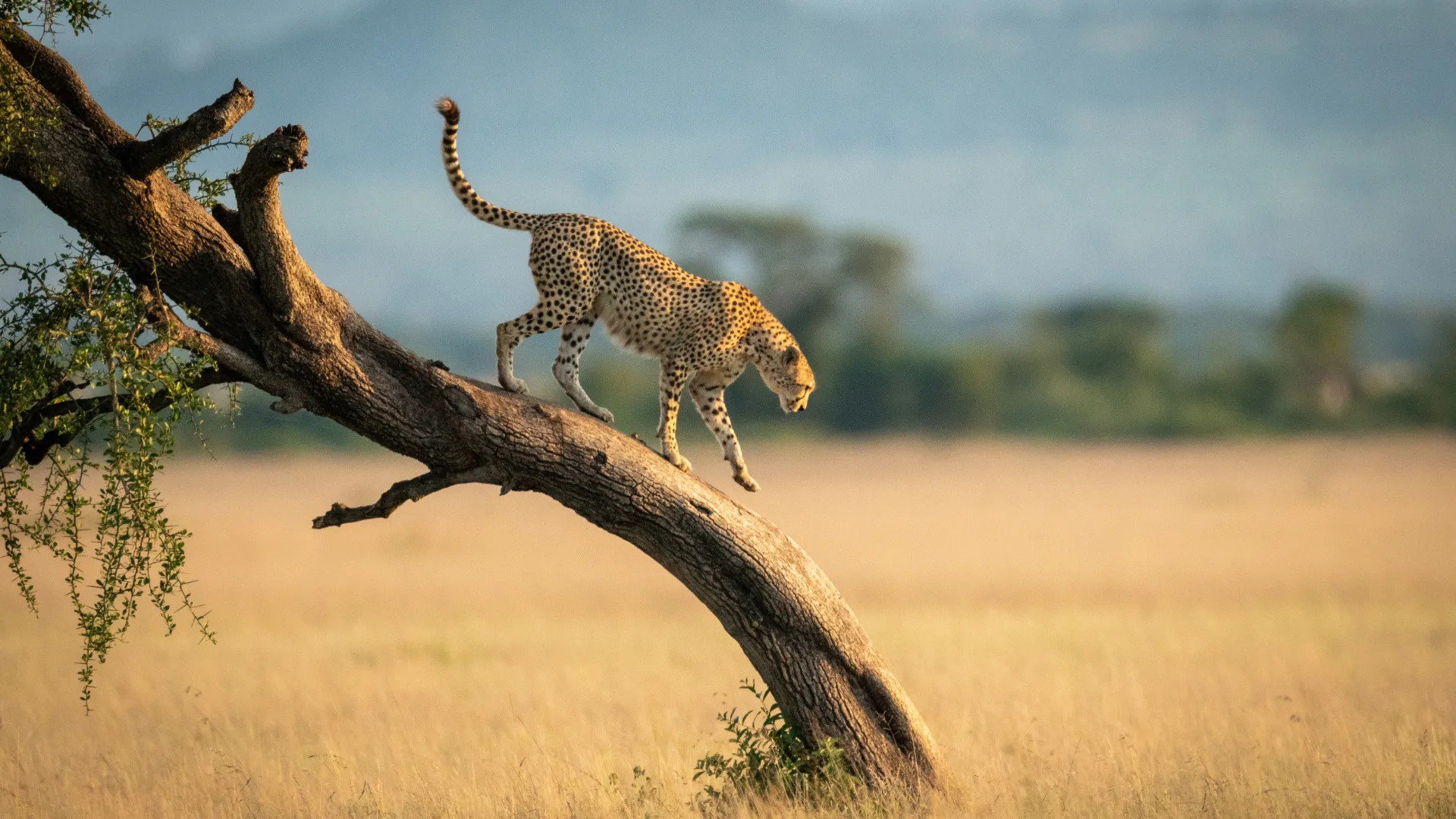 Serengeti-Nationalpark