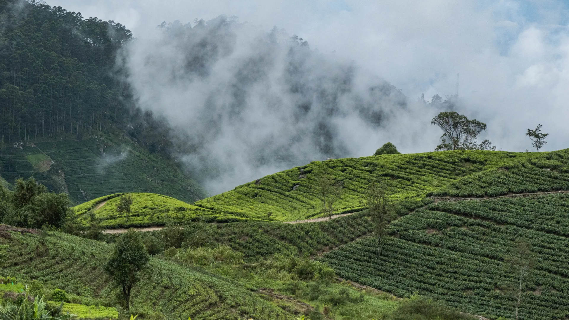 Nuwara Eliya