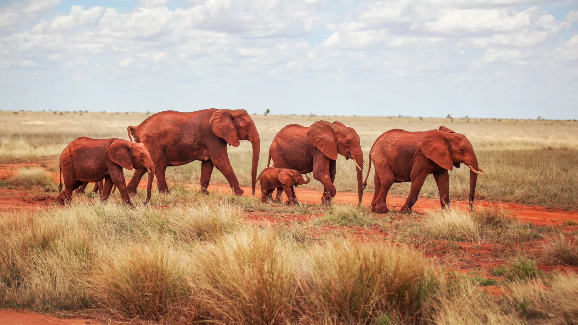 Tsavo-Nationalpark