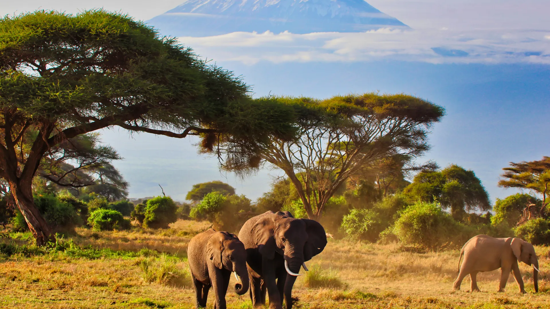 Amboseli-Nationalpark