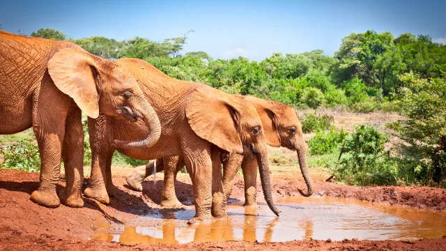 Tsavo-Nationalpark