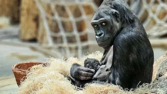 Zoo Prag