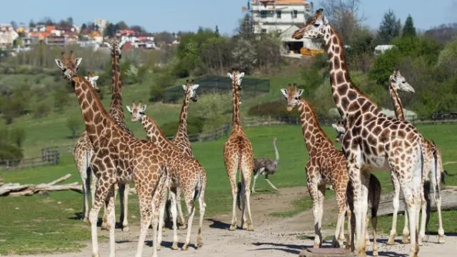 Zoo Prag