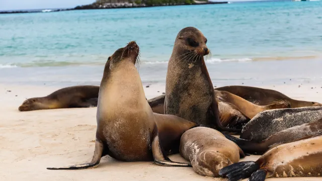 Seelöwen, Galápagos, Ecuador