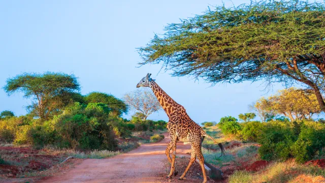 Tsavo-Nationalpark