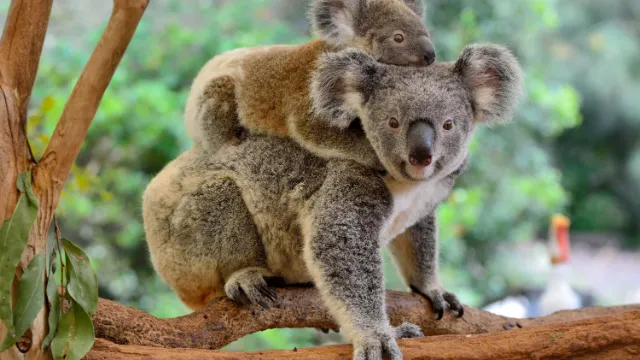 Kängerus, Australien