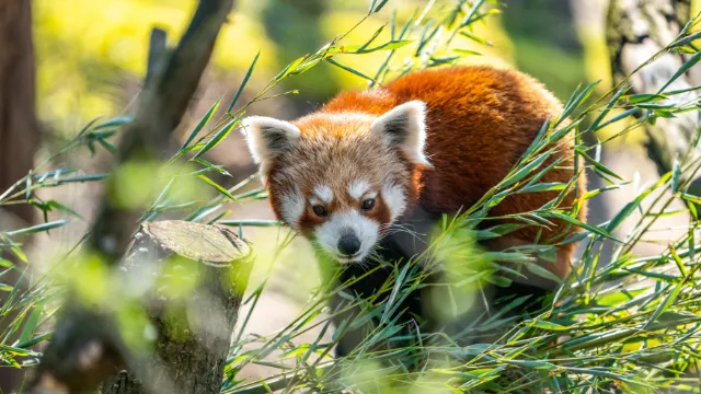 Tiergarten Nürnberg