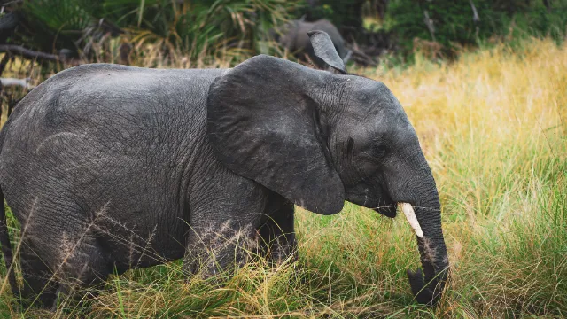 Selous-Nationalpark