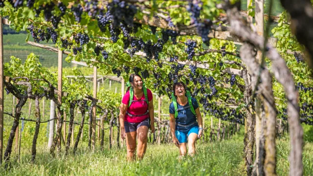 Weinberge